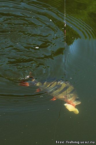 Рыбалка в калининграде