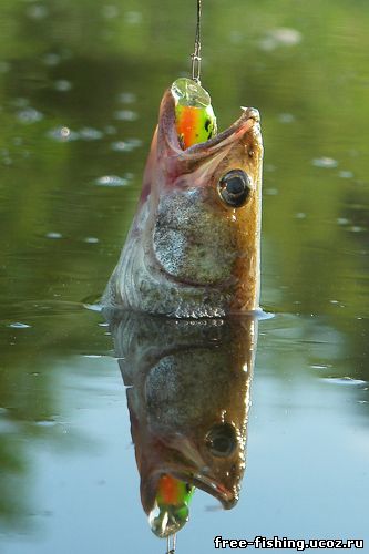 Рыбалка в калининграде